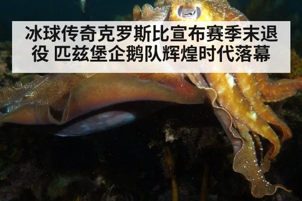 冰球传奇克罗斯比宣布赛季末退役 匹兹堡企鹅队辉煌时代落幕